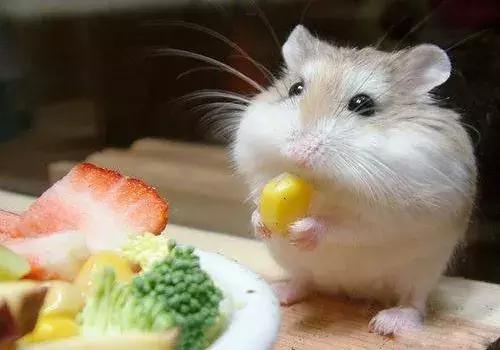 仓鼠臭怎么办,仓鼠臭不拉几的