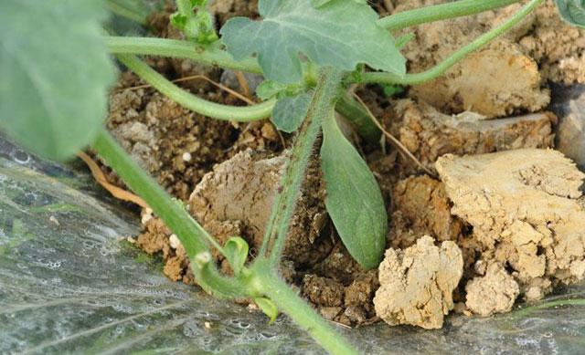 西瓜得了蔓枯病能全死亡吗,大棚西瓜的蔓枯病怎么治疗