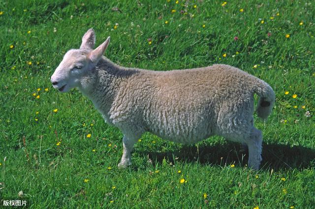 羊如何预防布鲁氏菌病,羊布鲁氏菌病怎么消灭