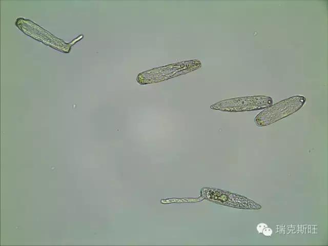 白芨病害及防治,白粉病发病规律防治措施