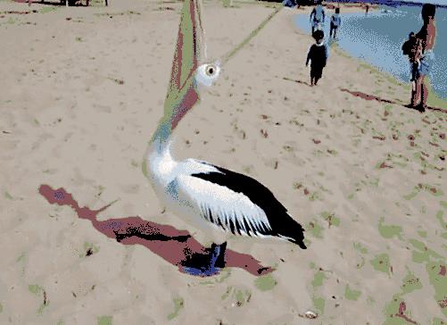 鹈鹕的网红之路：万物皆可吞,万物皆可吞的鹈鹕