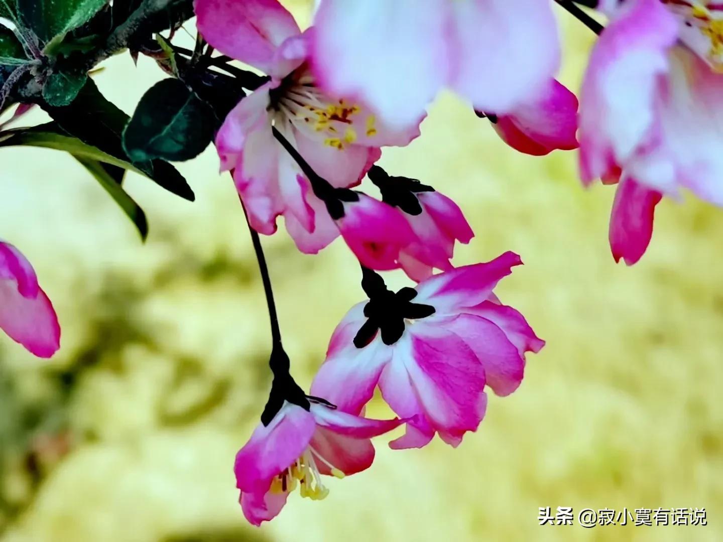 人间最美四月天春暖花开桃红柳绿,四月在春风里看一场浪漫樱花