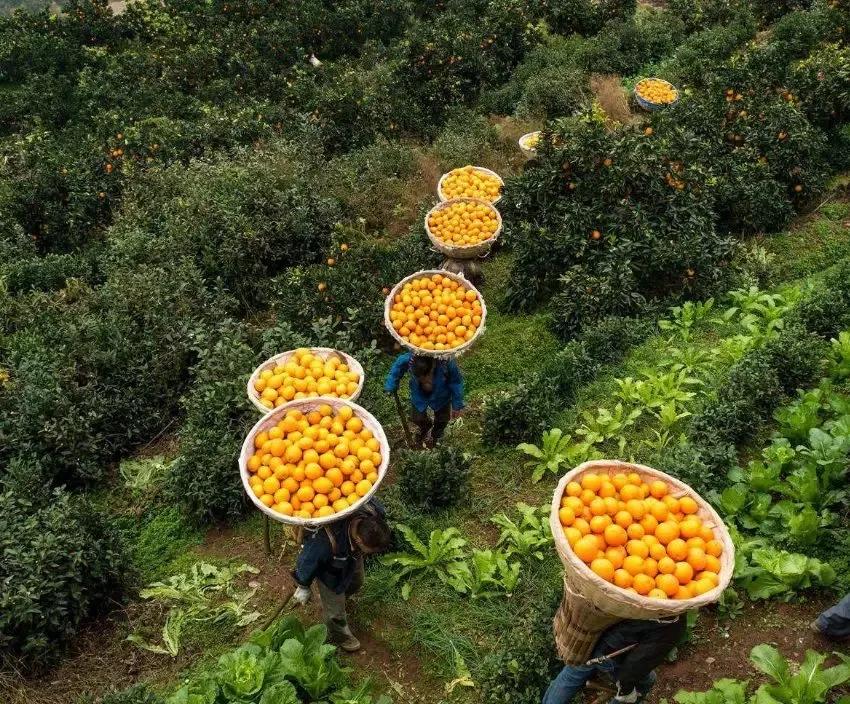 秭归脐橙价格为何持续走低,疫情原因果子滞销