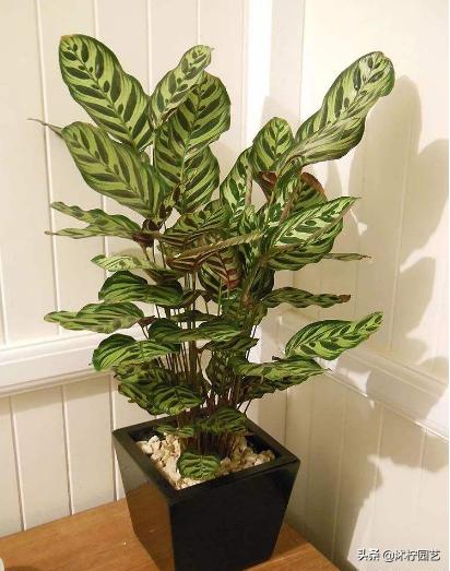 孔雀身体发白,孔雀竹芋矮小