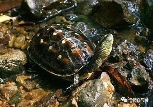 科普动物知识类短视频,龟鳖科普