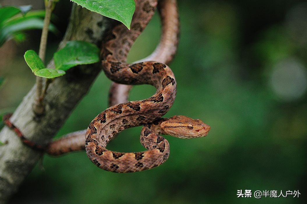 野外生存的知识有哪些,农村常见的蛇类你都认识吗