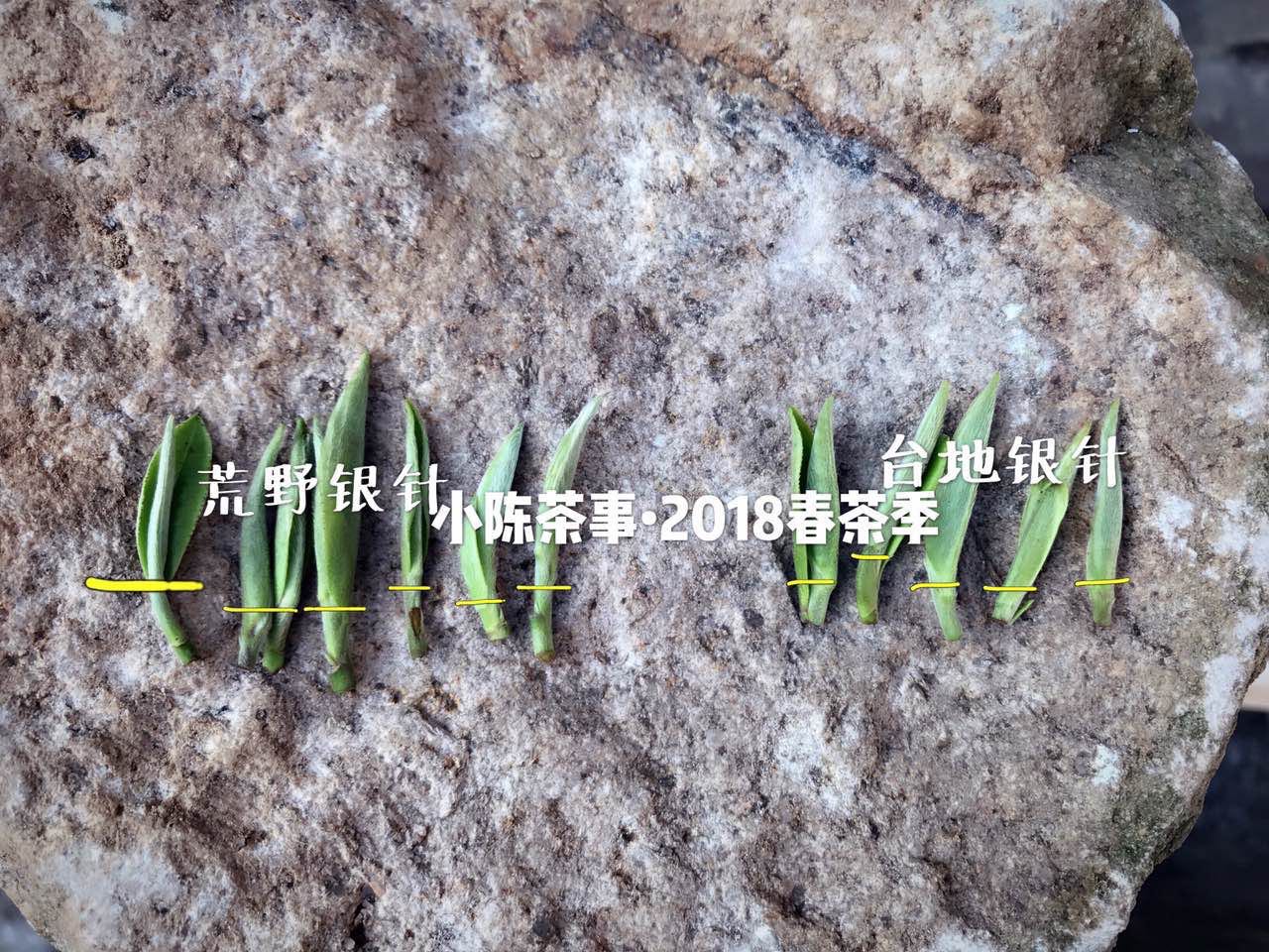 白茶的常识大全,老白茶的常识