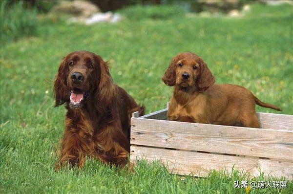常见的猎犬都有哪些,最厉害的猎犬是哪种