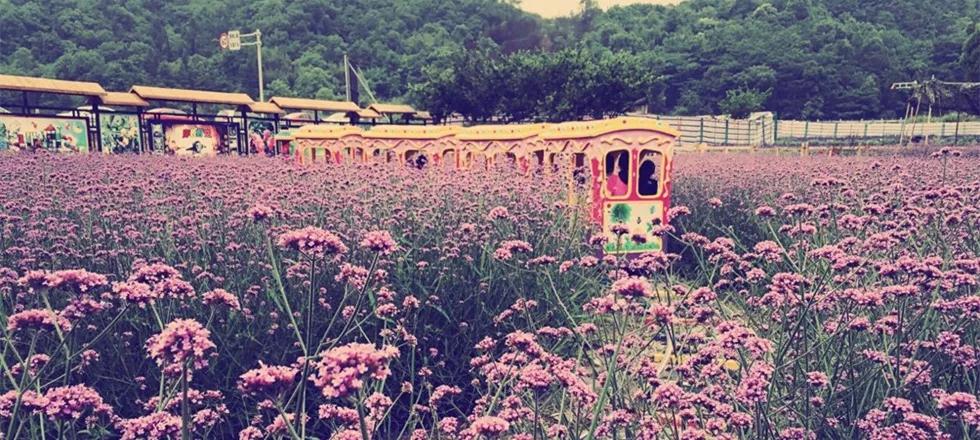 温州旅游景区排行榜前十名,温州十大免费景区排行榜最新