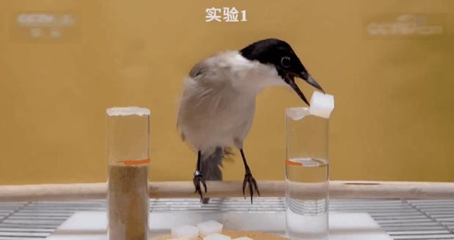 灰喜鹊为什么这么聪明,灰喜鹊为什么那么聪明