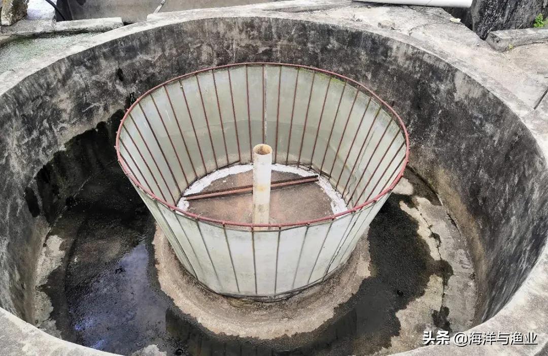 广东淡水白鲳鱼苗养殖,广州淡水鲳鱼苗养殖基地