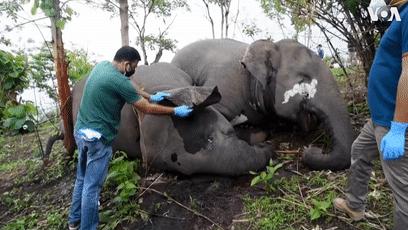550只羊被雷劈死,500头羊被闪电劈死