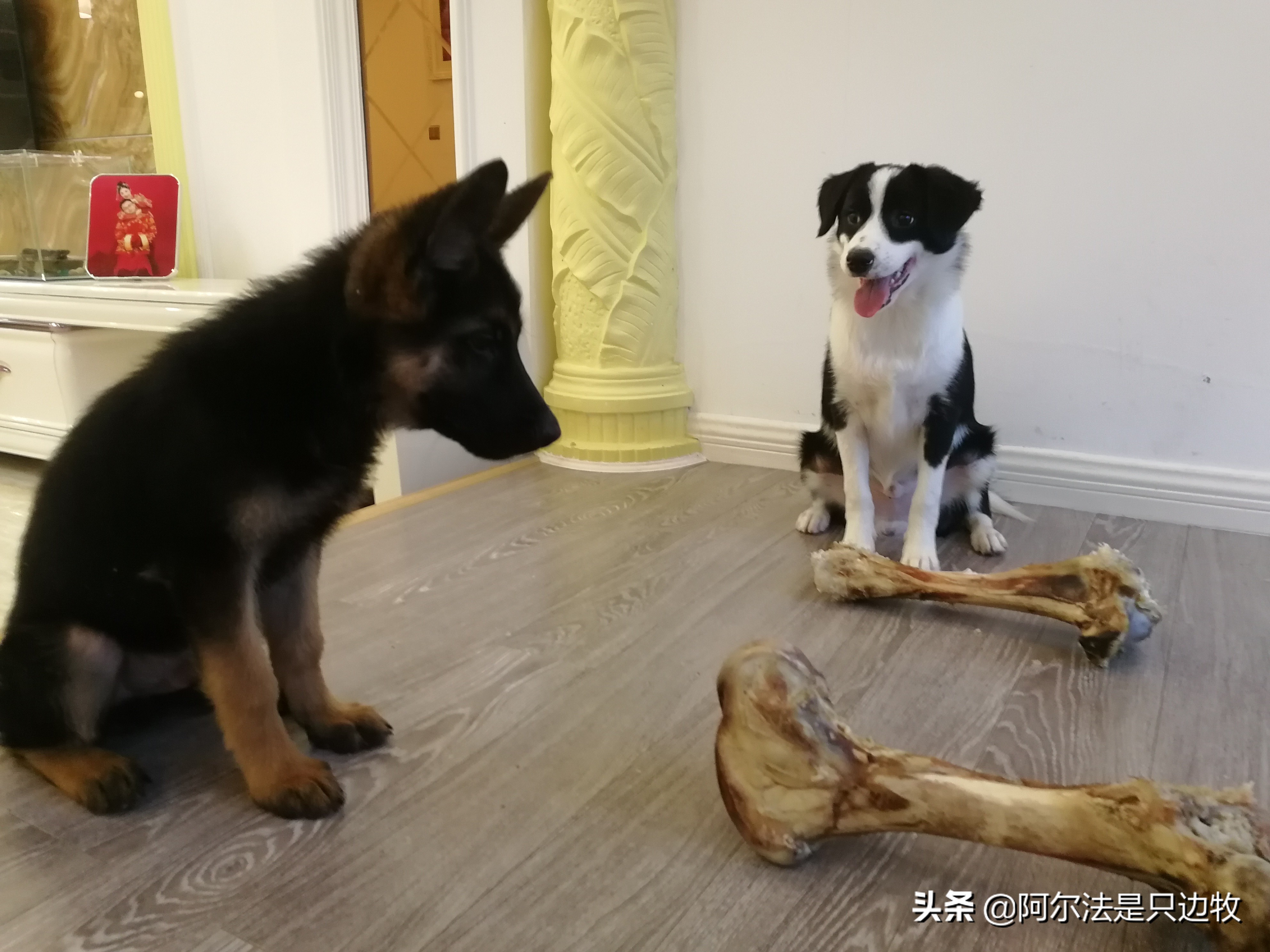 几乎每个狗狗都吃过屎?狗吃屎的原因是什么,如何才能解决