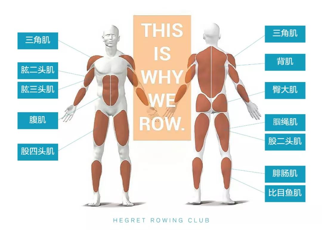 减肥健身器材哪种适合新手,家用减肥健身器械推荐