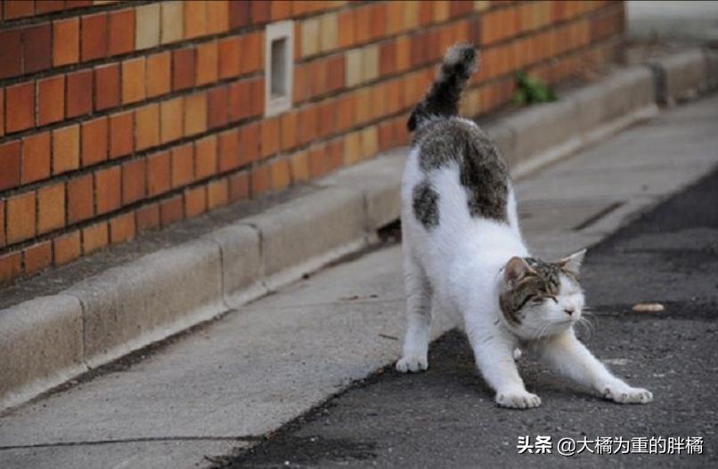 猫咪翘起屁股什么意思,猫咪翘着屁股睡觉啥意思