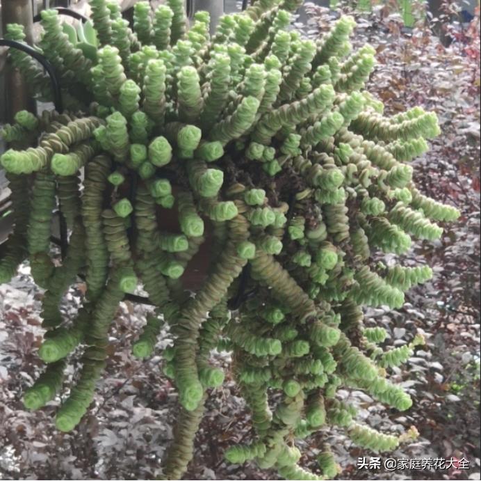 刚生根的钱串怎么养,养钱串子的正确方法