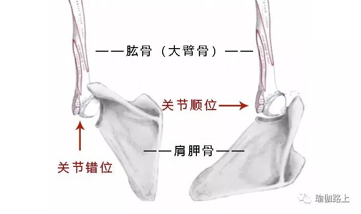 练瑜伽单手支撑手臂抖动厉害,练瑜伽双手合拢上举伸不直