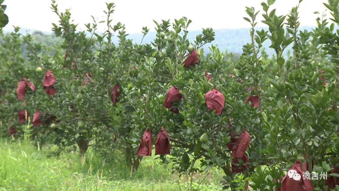 兴桥镇农业,兴桥镇农高区规划图