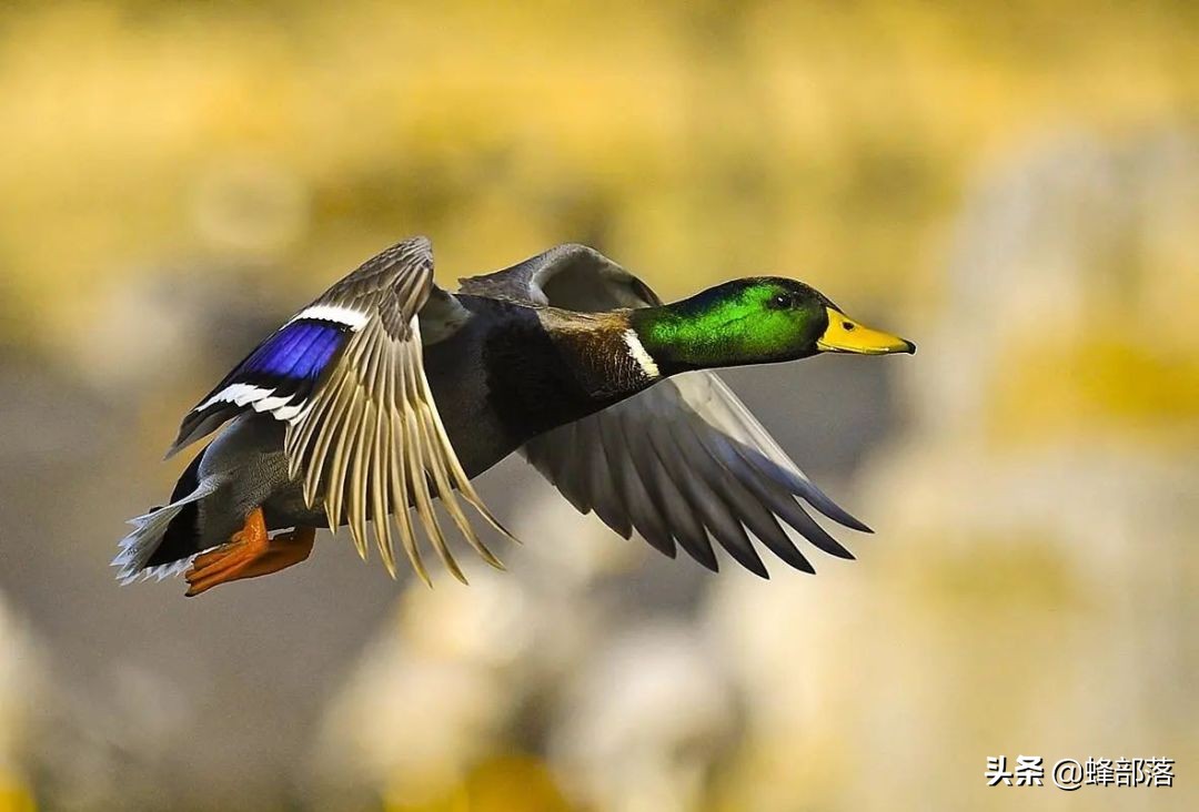 生猪养殖前景和利润,生猪养殖盈利模式