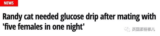 一晚啪了5只喵,累到在医院打点滴,这中国喵把英国人看傻了
