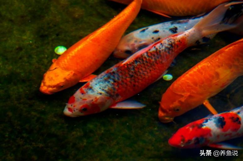 观赏鱼养死了之后如何处理？你是否也跟我一样这般做