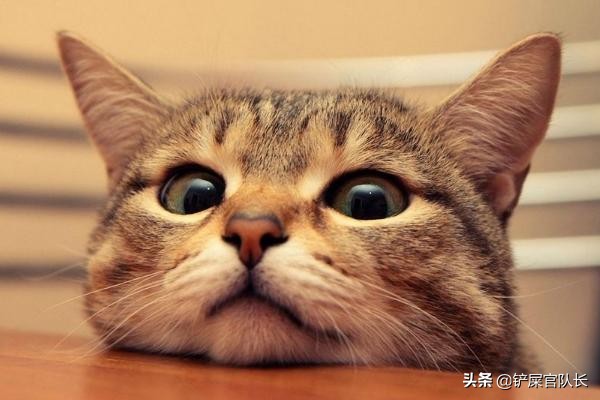 一回家猫咪不停的叫是因为什么,猫咪为什么一直叫个不停还会咬你