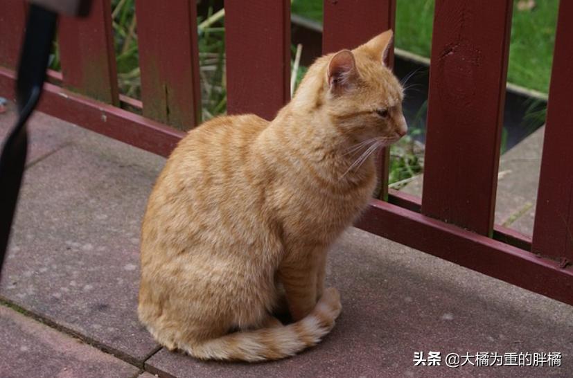 猫咪夹夹子是什么原因,猫咪夹尾巴什么意思
