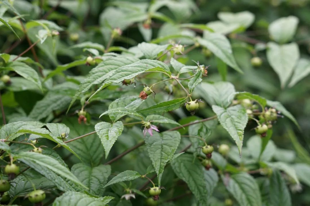 大理特色农业小镇,大理乡村发展现状和发展趋势