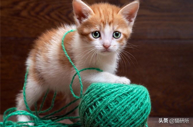 哪些猫咪玩具对小猫有害 (对猫咪有益的玩具)