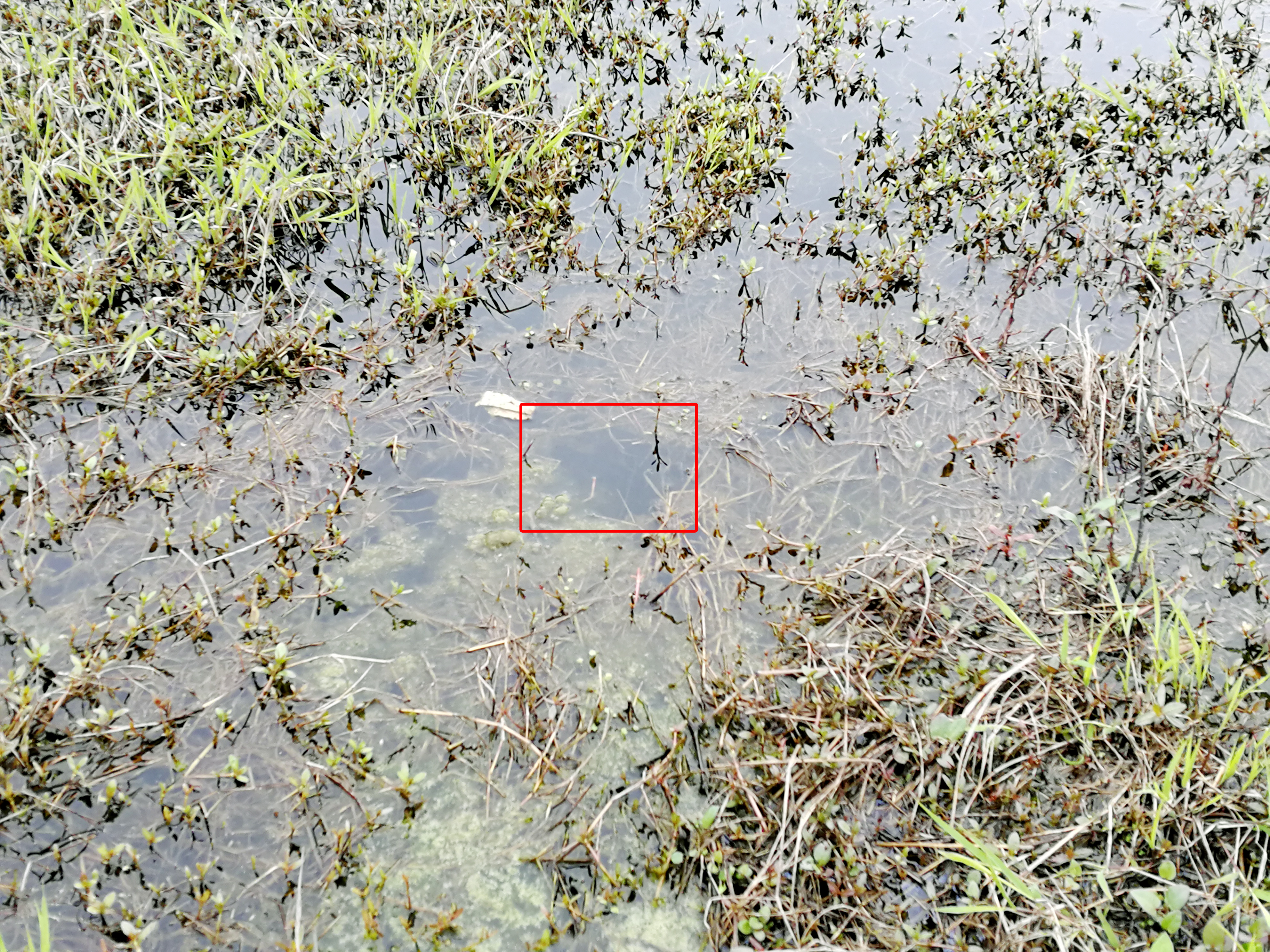 怎样钓黑鱼最好方法,黑鱼垂钓技巧