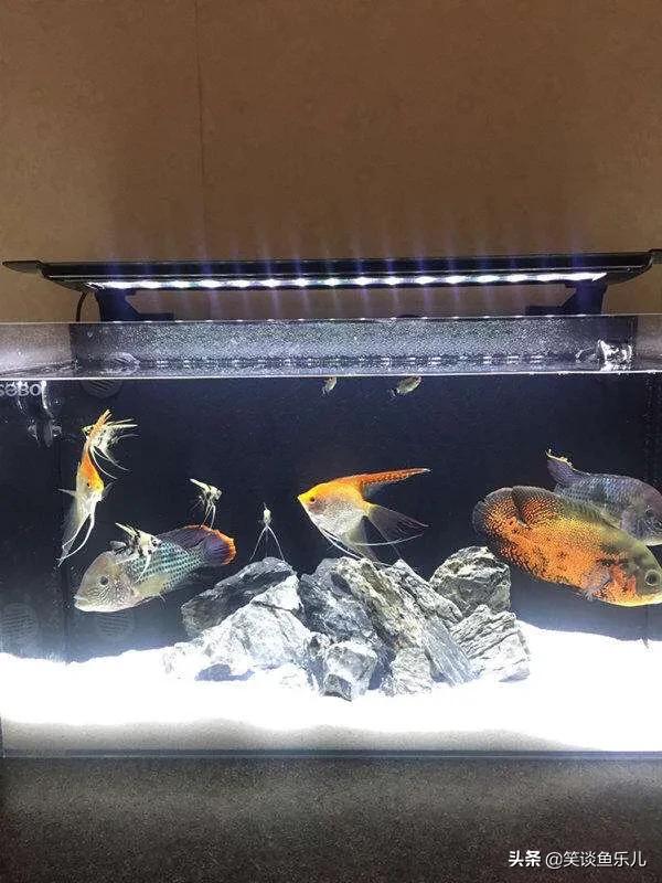 泰狮鱼缸最佳过滤方法,鱼缸用活性炭过滤水的优缺点