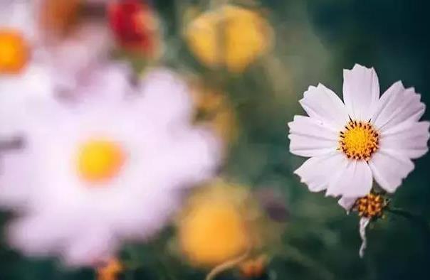 一个人睿智是什么意思,净化心灵的句子发朋友圈