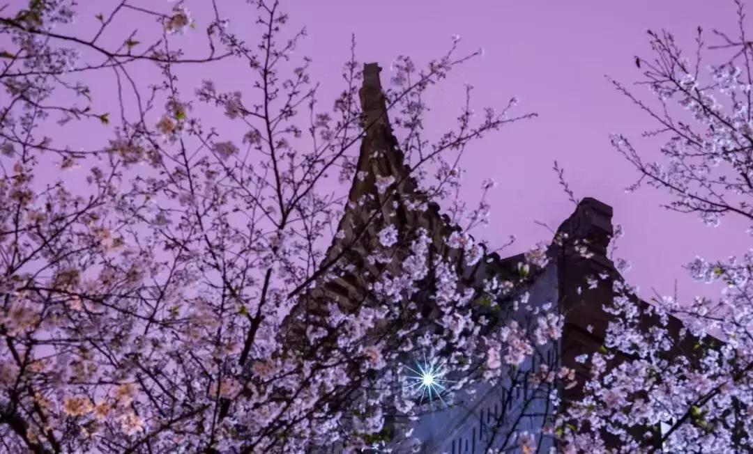 十大赏樱地,赏樱最好的三个地方