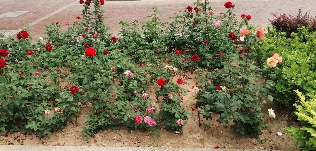 武清景瑞花园为什么便宜,武清莱茵翠景一开始卖多少钱