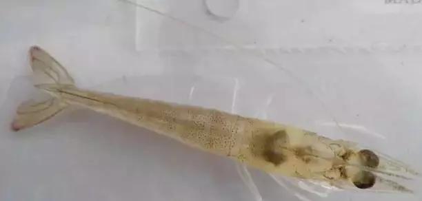 对虾肠炎后吃料慢处理方法,对虾吃料慢肠道变细怎么办