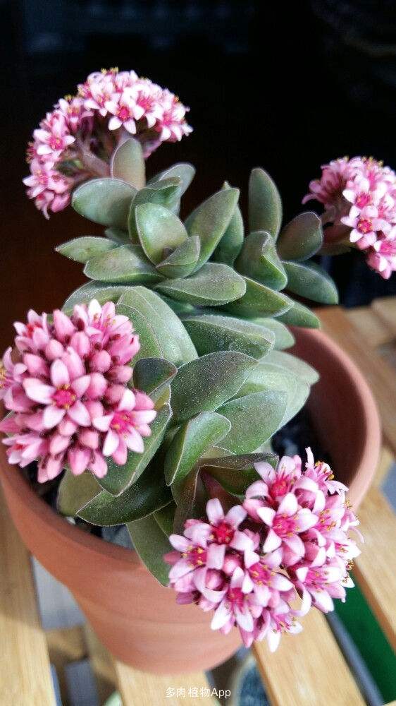 100种常见多肉植物图鉴收藏,1000种多肉植物图鉴及名字