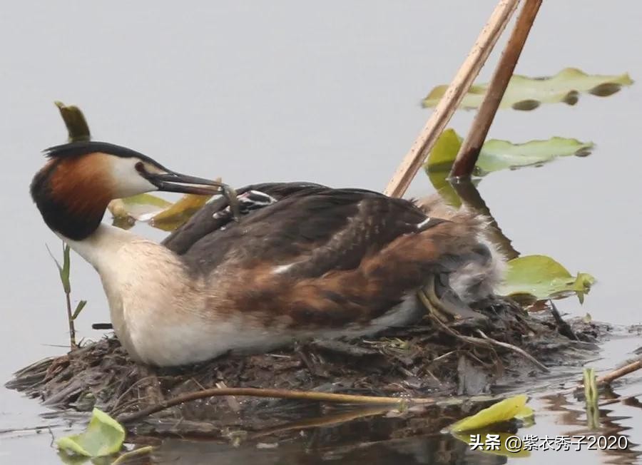 刚出生的鱼宝宝很大,刚生出来的鱼宝宝不怎么动呢