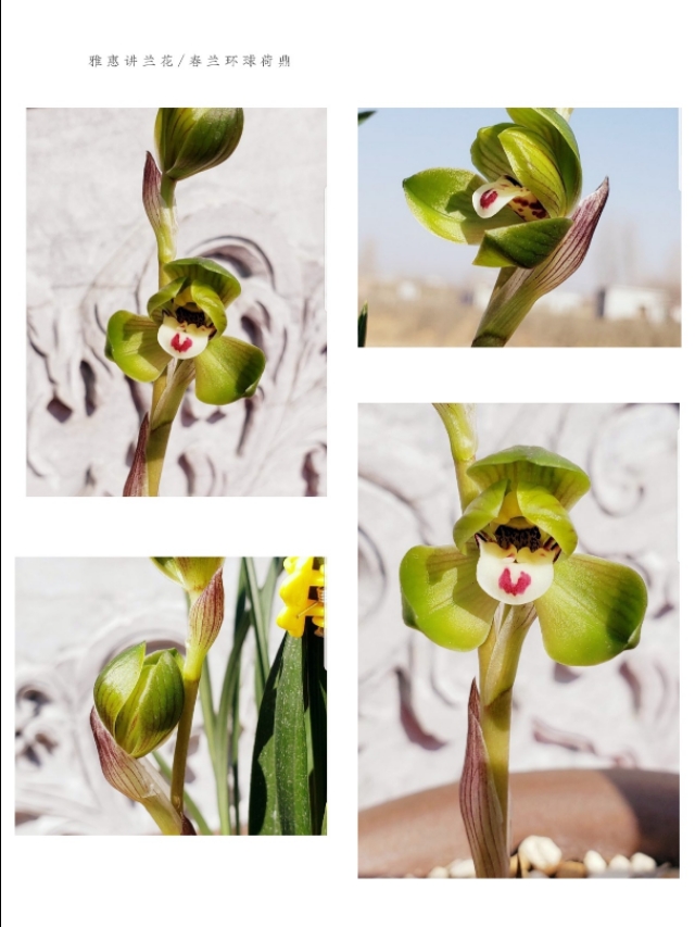 春兰入门级品种介绍：大富贵、环球荷鼎、端秀荷、余蝴蝶等等