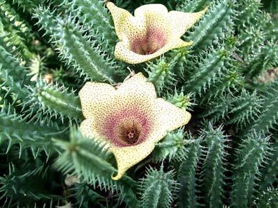 罕见的奇花异草 (160种奇花异草绝对有你没见过的)