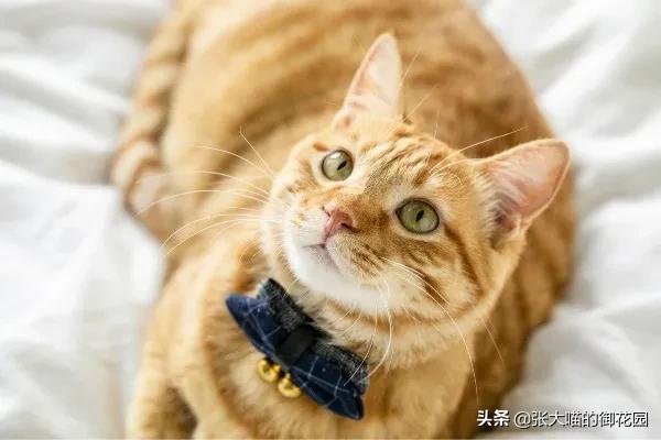 防止猫咪中暑的4个小妙招,夏天怎么给猫咪防暑