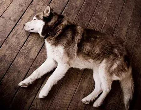 「养宠小课堂」狗狗身上的黑色结痂块是什么？