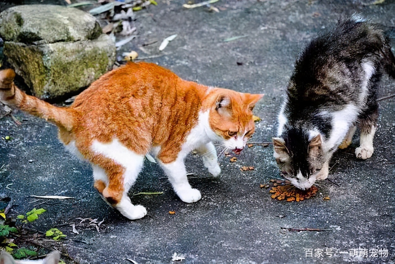 入手猫咪的渠道,如何才能获得猫咪
