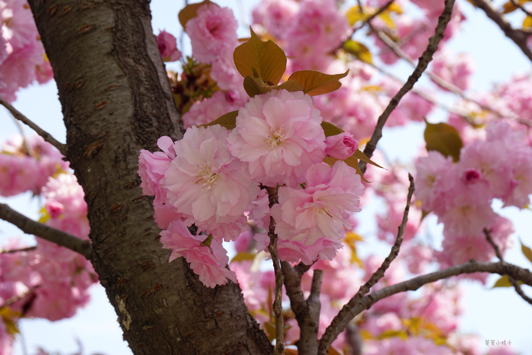 自驾游去洛阳看牡丹攻略,谁家牡丹甲天下
