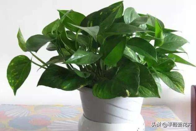 “3种花”冻伤不要扔,教你这样做,快速恢复生机,很有观赏性