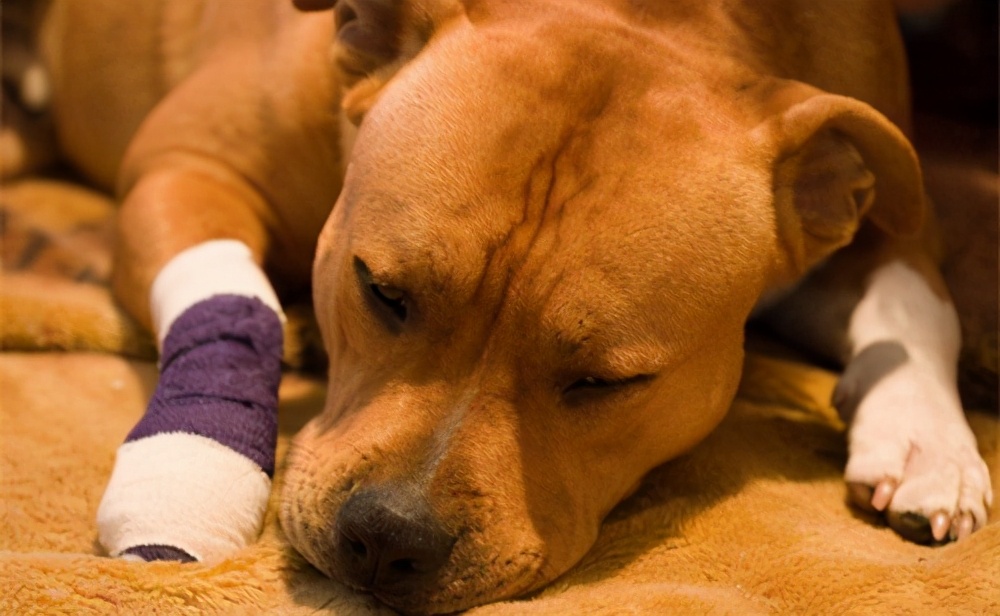 养宠经验狗狗受伤怎么处理伤口,狗狗外伤应该怎么包扎