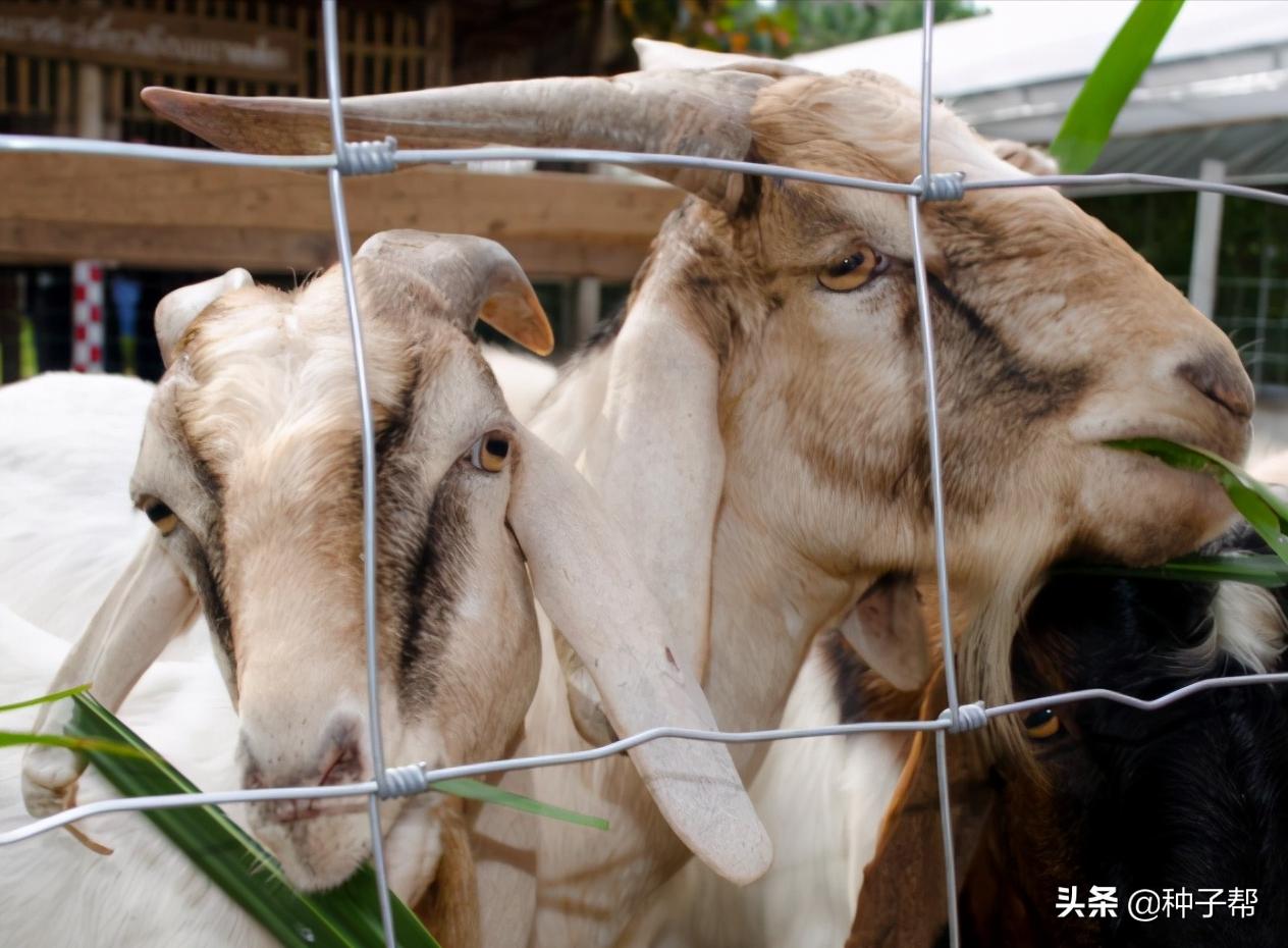 新品种高粱一亩能产多少斤,种植什么品种的高粱收益高