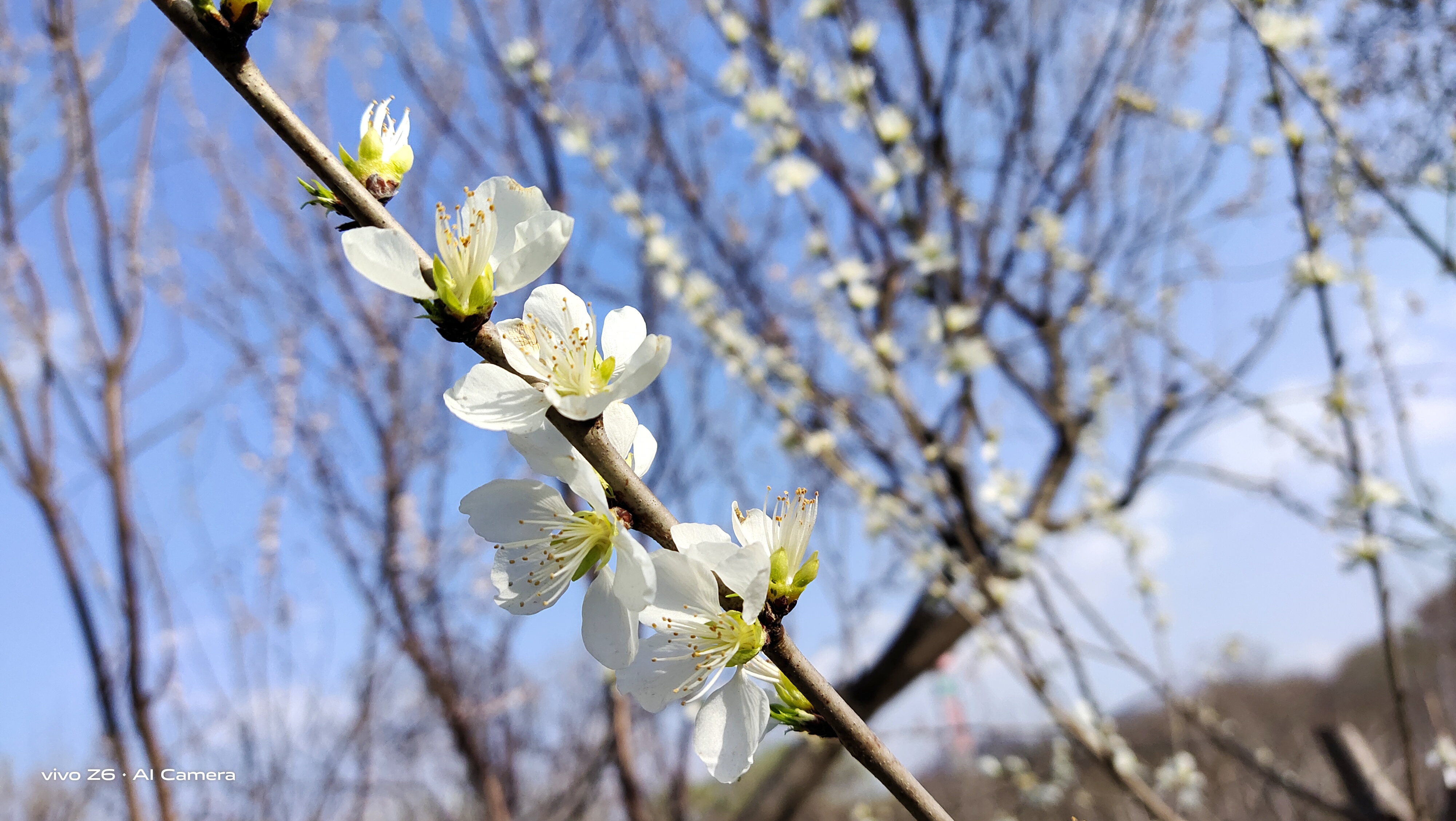 最好用的5g手机vivoz6,十大性价比最高的手机vivoz6