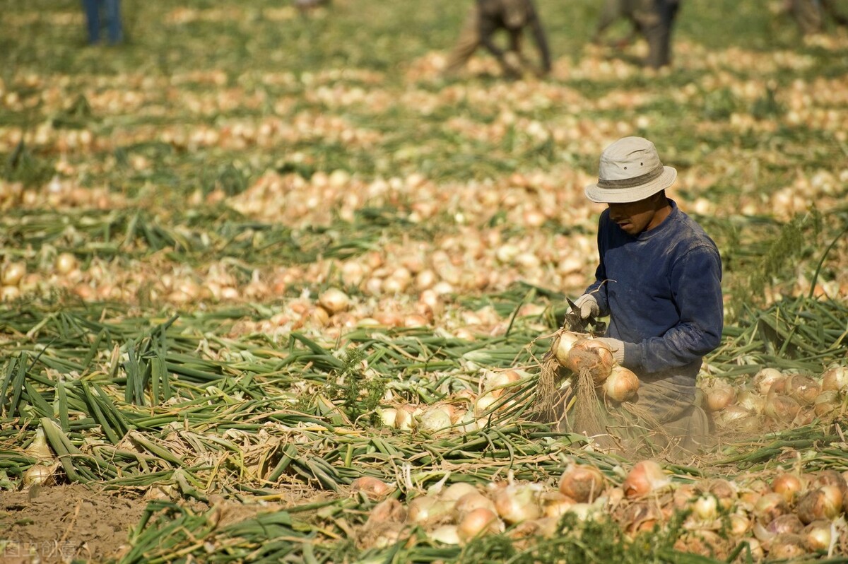 浙江洋葱种植时间和方法 (洋葱和大蒜种植时间)