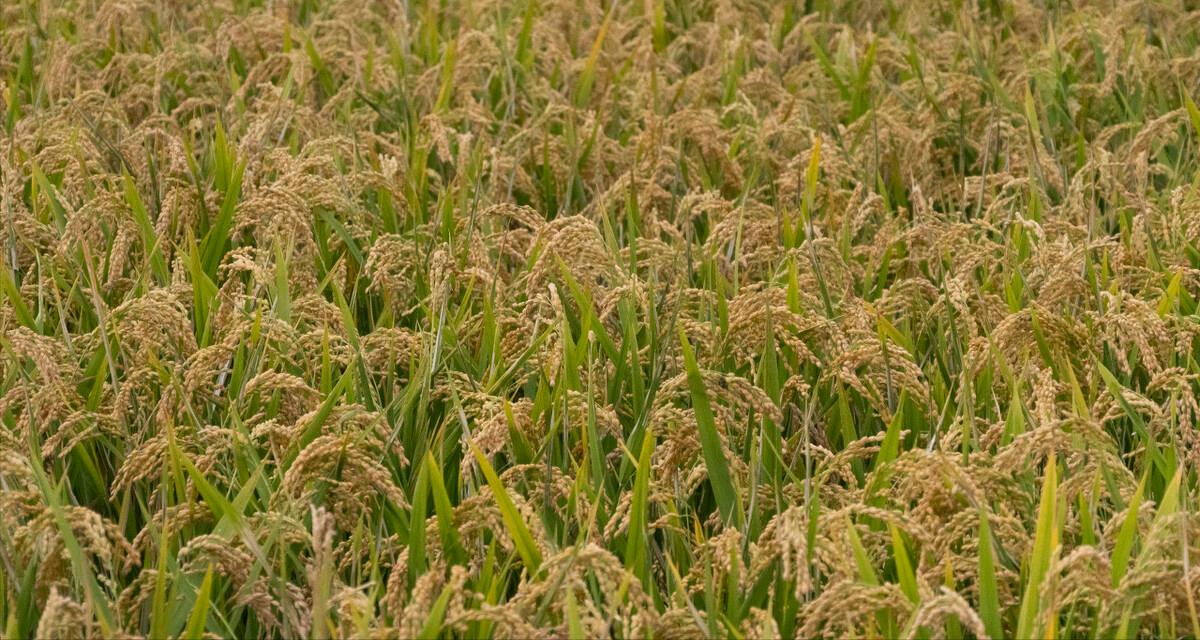 水稻种植户杨良金,杨良金有机大米