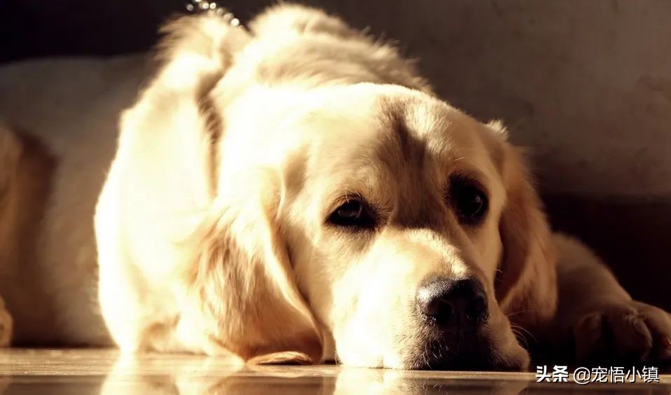 网上买狗狗有芯片能造假吗,网上高价买狗狗靠谱吗